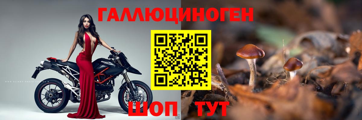 Галлюциногенные грибы Psilocybine cubensis Краснознаменск